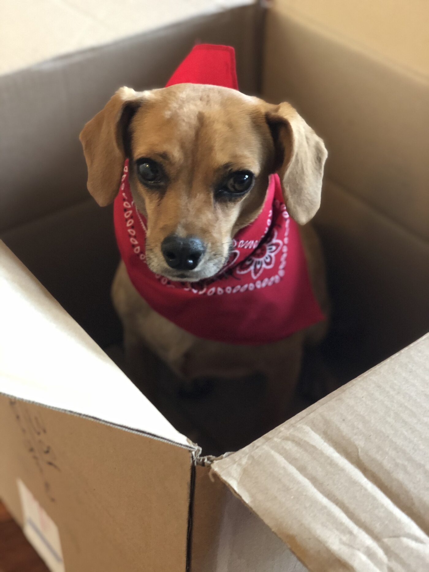 A small dog wearing a red bandana, sitting in a cardboard box
